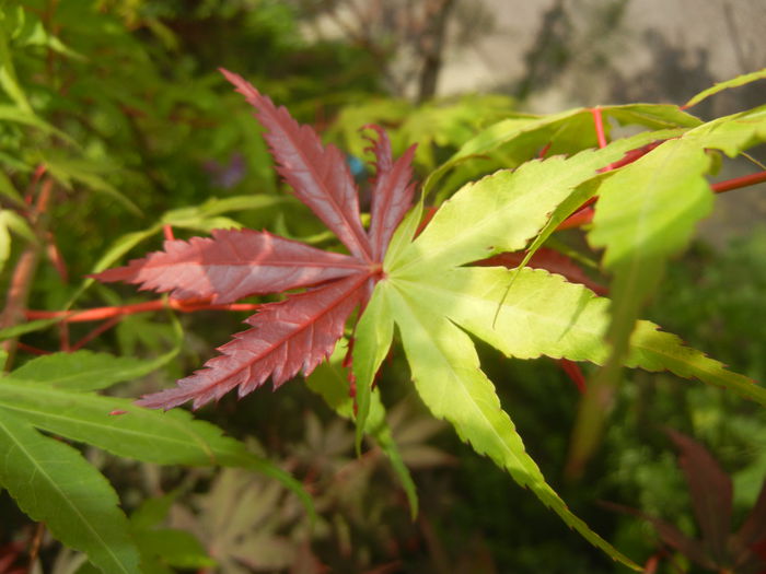 Acer Bloodgood & Katsura (2015, May 25) - Acer palmatum_Japanese Maples
