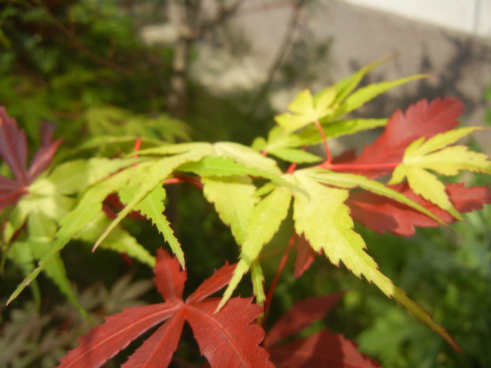 Acer Katsura & Bloodgood (2015, May 25) - Acer palmatum_Japanese Maples