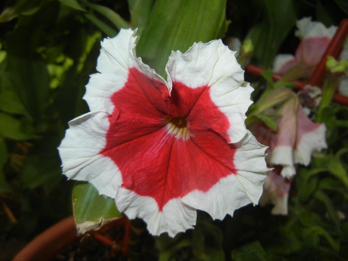 Petunia (2015, May 24) - PETUNIA Simple