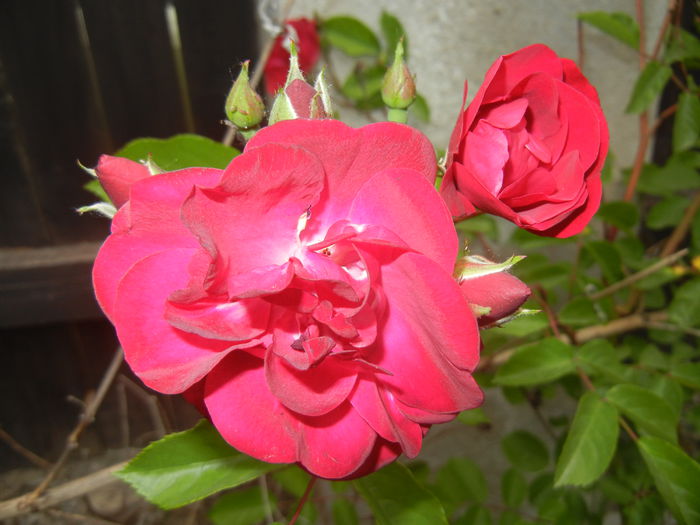 Rose Leipzig (2015, May 20)