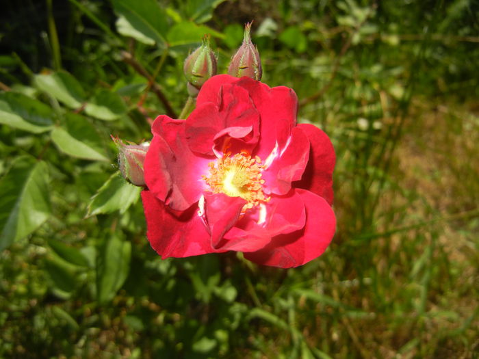 Rose Leipzig (2015, May 31) - Rose Leipzig