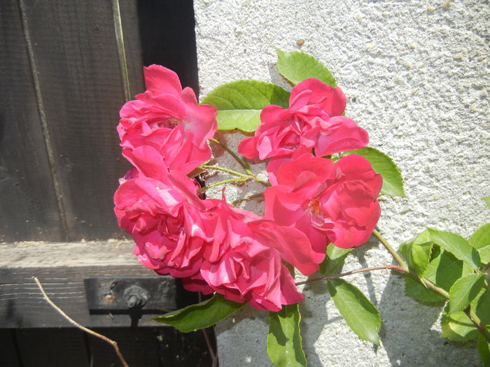 Rose Leipzig (2015, May 31)