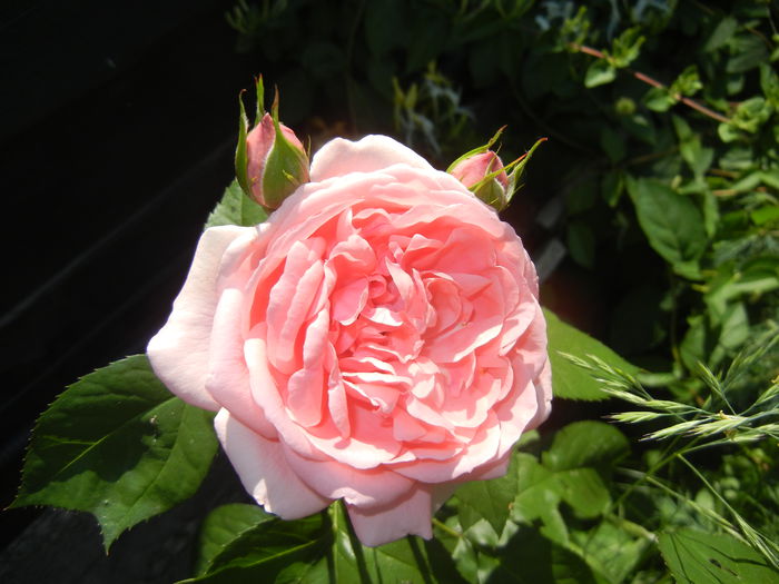 Rose Pleasure (2015, May 31)