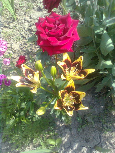  - PRIN GRADINA MEA 2015