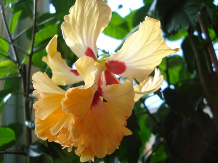 DSC01694 - Hibiscus El Capitolio Yellow