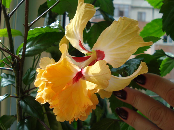 DSC01695 - Hibiscus El Capitolio Yellow