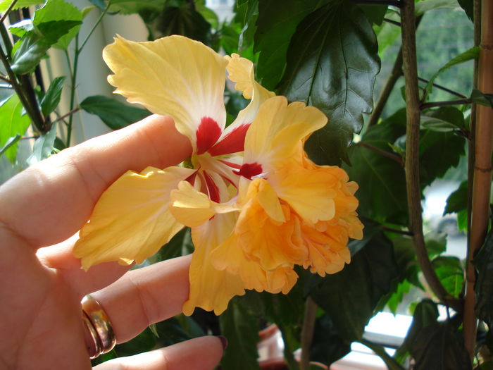 DSC01696 - Hibiscus El Capitolio Yellow