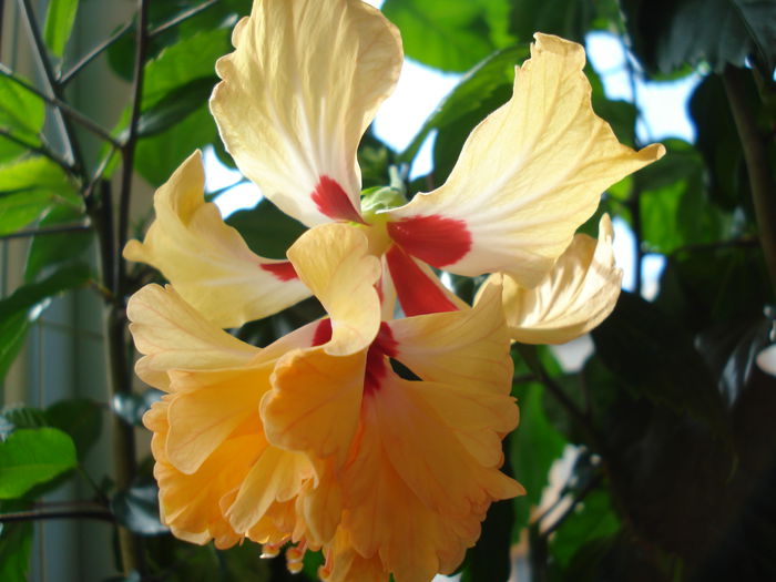 DSC01698 - Hibiscus El Capitolio Yellow