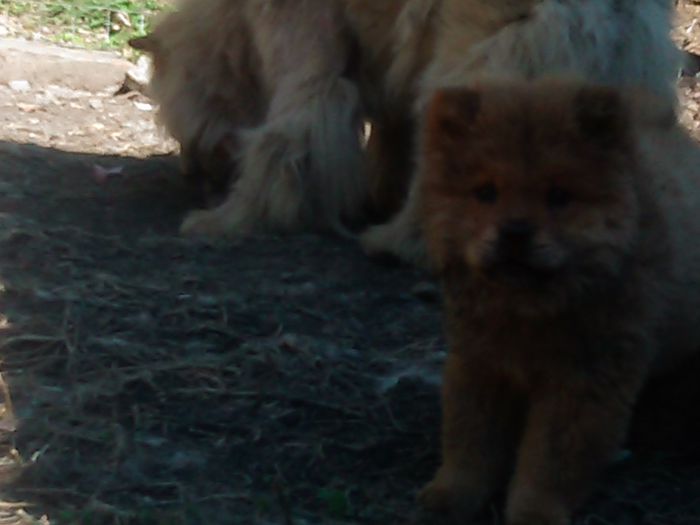 087 - Copy - chow-chow maramures