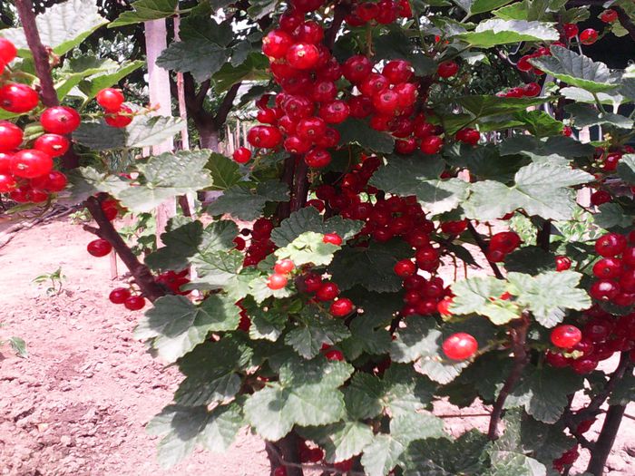 IMG_20150610_123406 - Arbusti fructiferi si altele