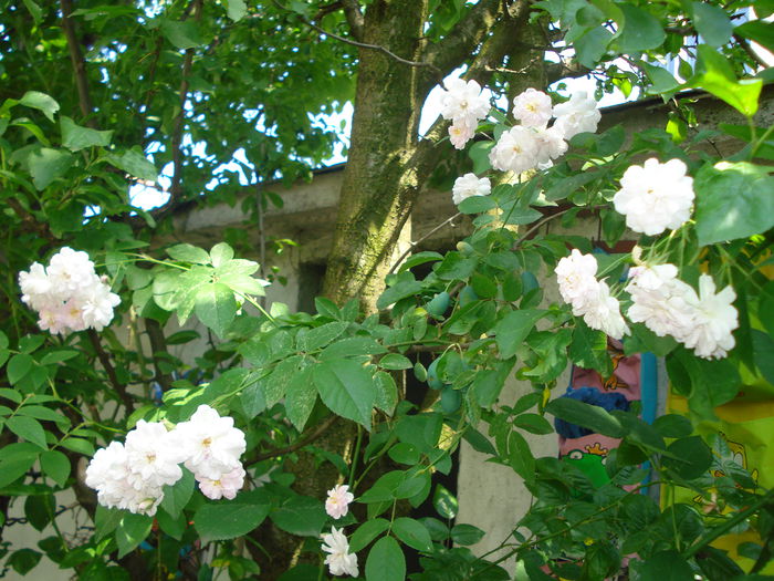 Paul's Himalayan Musk