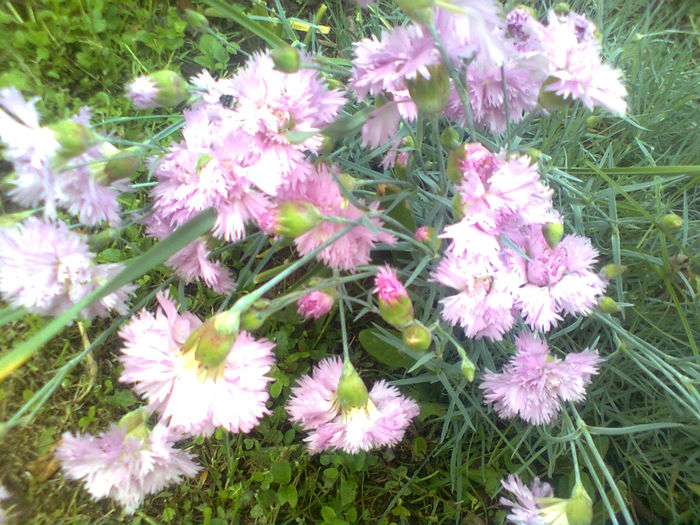 GAROFITE - PRIN GRADINA MEA 2015