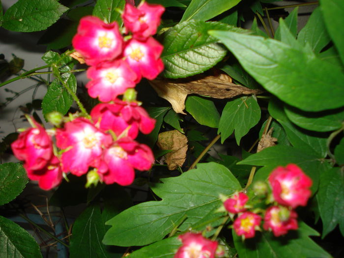 Cherry Meidilland - Trandafiri 2015