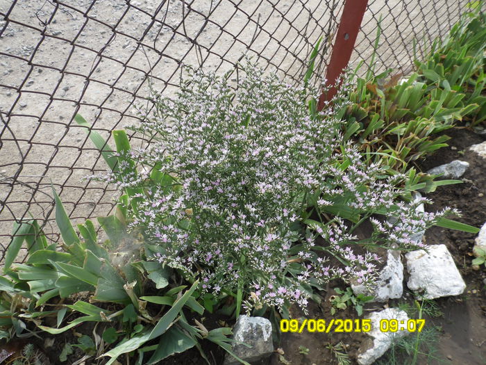 GONIOLIMON TATARICUM