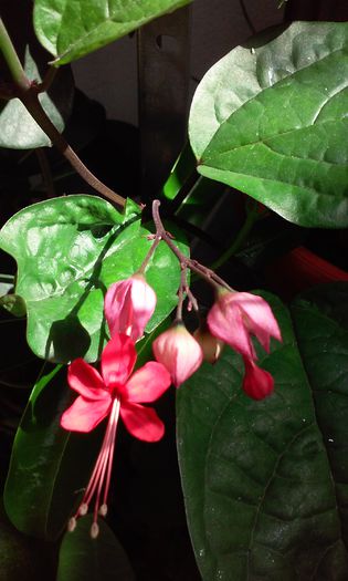 clerodendron speciosum - iunie 2015