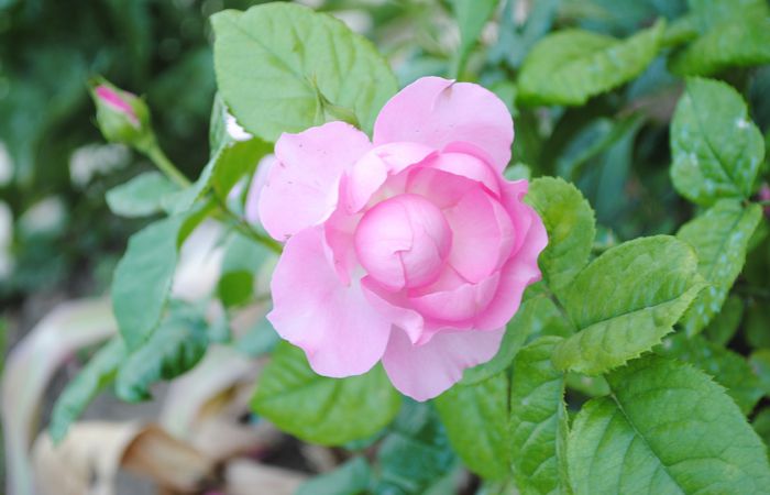 Chantal Morieux,prima floare:))