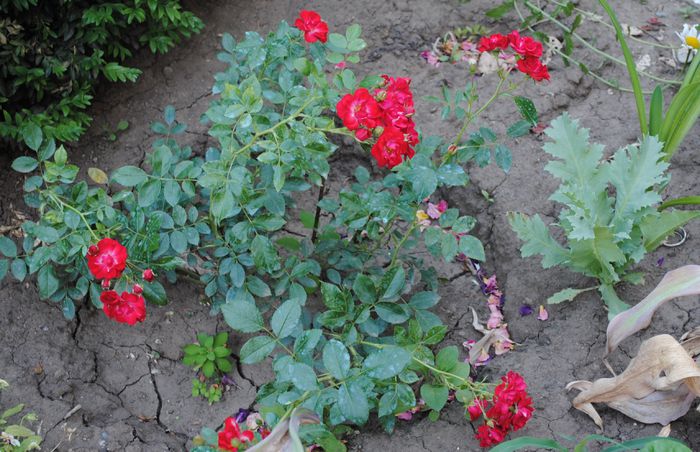 Red Fairy, primele flori:))