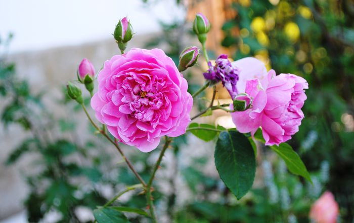 Harlow Carr