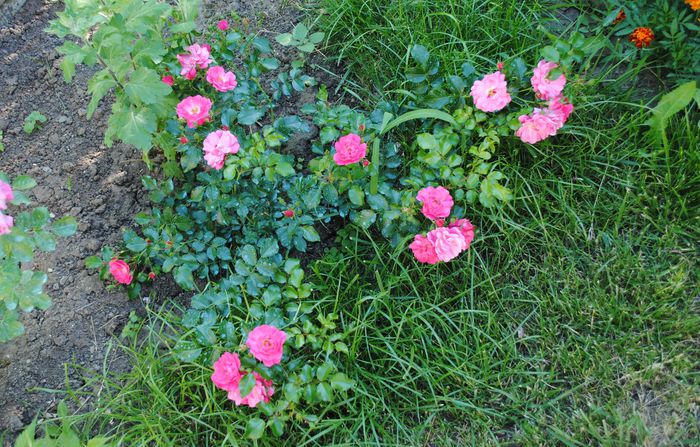 Heidetraum
