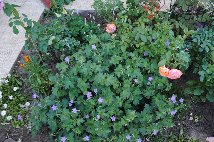 geranium vlassovianum, LEH - 2015 plantele mele