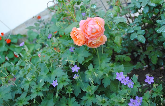geranium vlassovianum, LEH - 2015 plantele mele