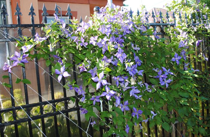 7 iunie, clematis Tie Dye
