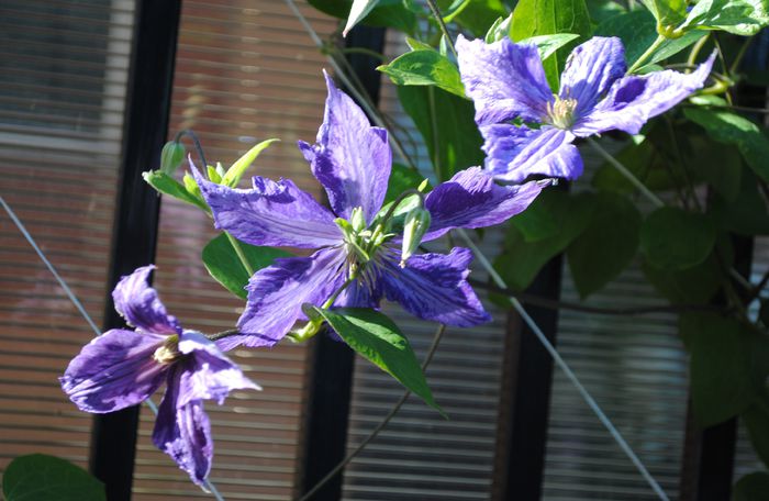 clematis Tie Dye