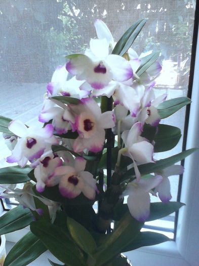 Dendrobium Nobile - ORHIDEE