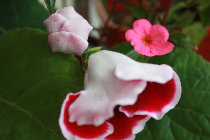 IMG_4987 - 2015 vara fierbinte