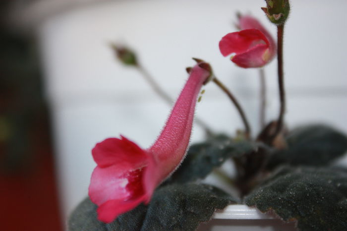 IMG_4993 - 2015 vara fierbinte