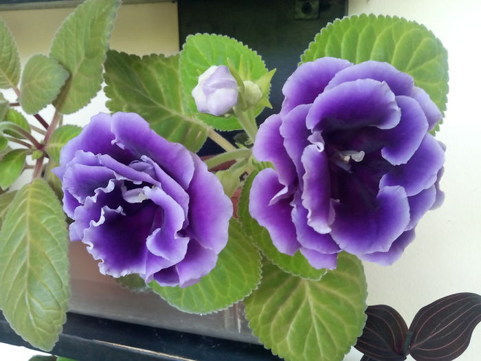 allegro purple 2015 - gloxinii