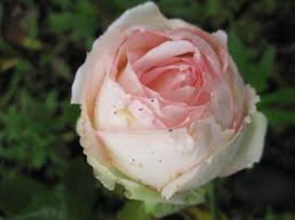 rose honore de balzac3