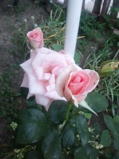 roz inalt - trandafiri 2015