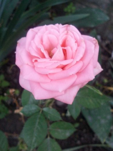 roz pitic - trandafiri 2015