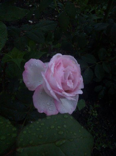 rose honore de balzac...