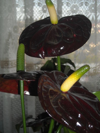  - 0 Zambetul florilor