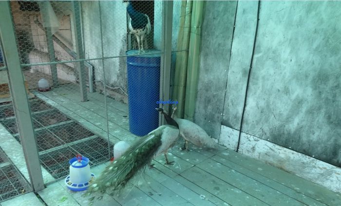 Screenshot - 6_9_2015 , 00_30_59