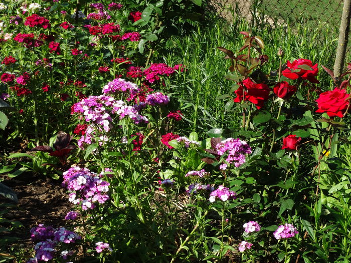 DSC01419 - Plante in gradina 2015
