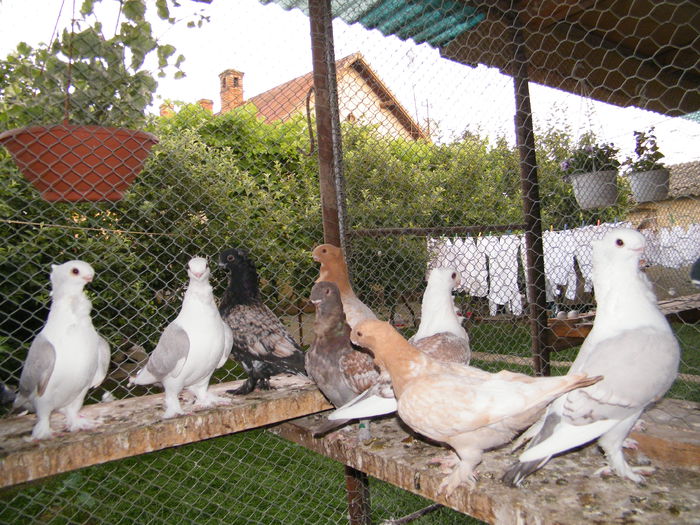 uj 2015 088 - tineret 2015
