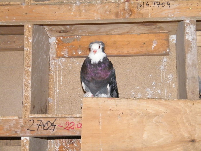 uj 2015 119 - tineret 2015