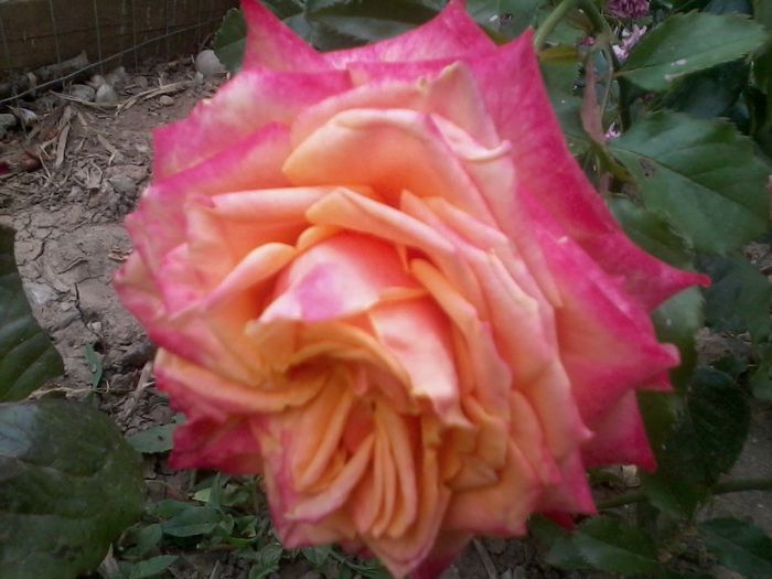 2015-06-10 18.42.57 - z trandafiri Dimov