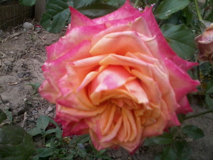 2015-06-10 18.43.05 - z trandafiri Dimov