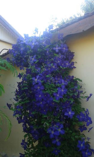 20150601_082246 - Clematis 2015