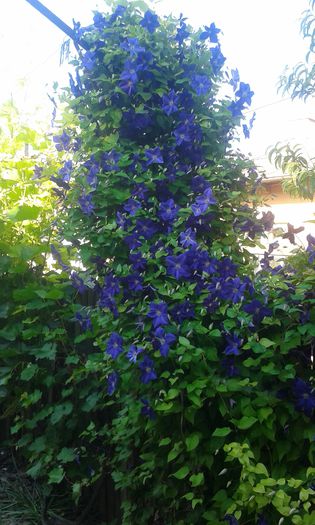 20150601_082152 - Clematis 2015