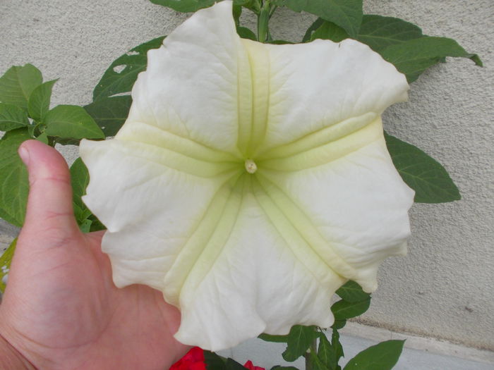 DSCN5853 - brugmansia si datura 2015