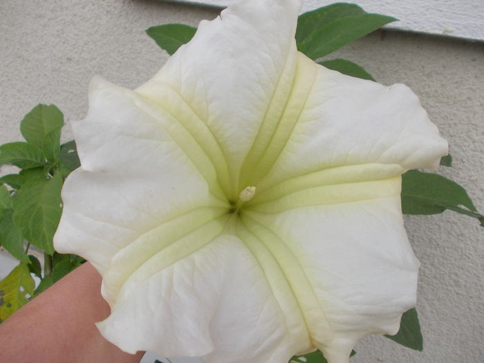 DSCN5856 - brugmansia si datura 2015