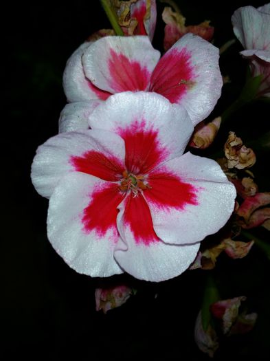 20150607_203146 - Plante in ghiveci 2015