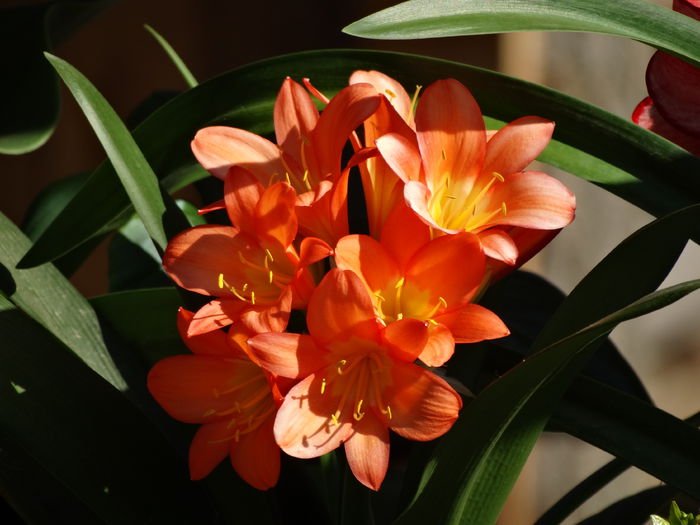 DSC01431 - Plante in ghiveci 2015