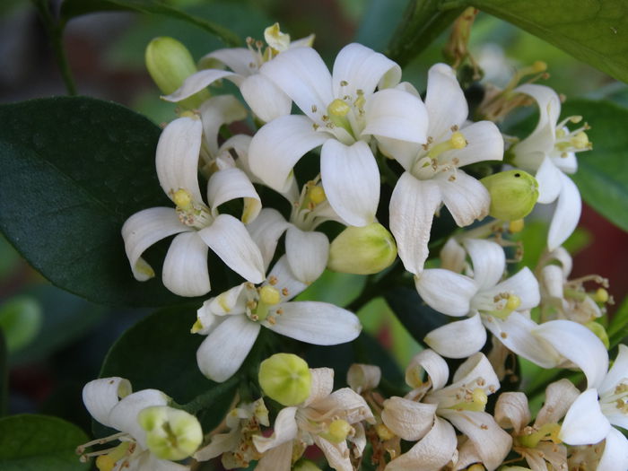DSC01496 - Plante in ghiveci 2015