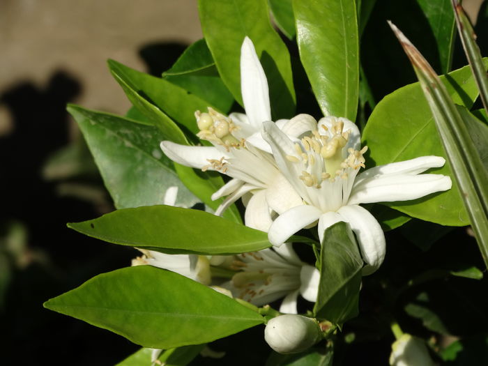 DSC01433 - Plante in ghiveci 2015